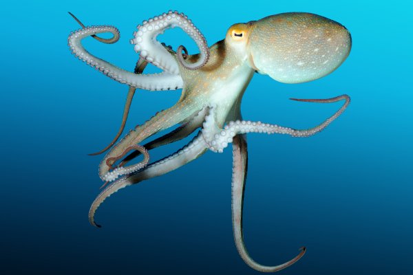Kraken маркетплейс официальный